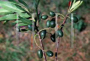 Picture of Elaeocarpus dentatus 