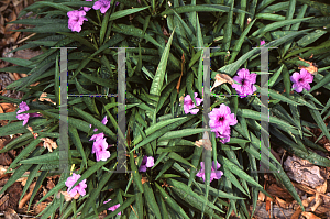 Picture of Ruellia tweediana 