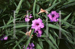 Picture of Ruellia tweediana 