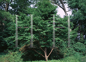 Picture of Stewartia serrata 