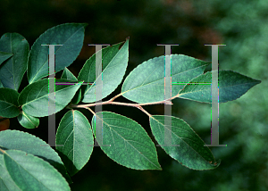 Picture of Stewartia serrata 