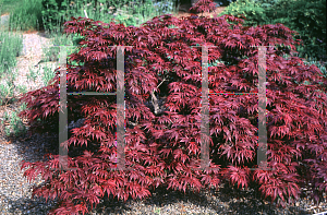 Picture of Acer palmatum (Matsumurae Group) 'Pixie'