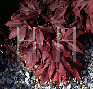 Picture of Acer palmatum (Matsumurae Group) 'Pixie'