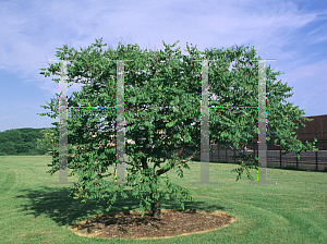 Picture of Koelreuteria paniculata 'September'