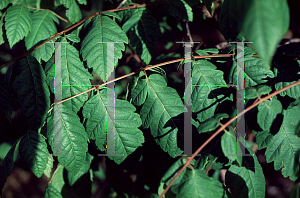 Picture of Koelreuteria paniculata 'September'