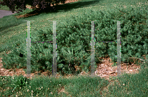 Picture of Pinus sylvestris 'Hillside Creeper'