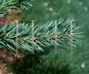 Picture of Pinus sylvestris 'Hillside Creeper'