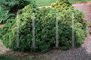 Picture of Thuja occidentalis 'Hetz's Midget'