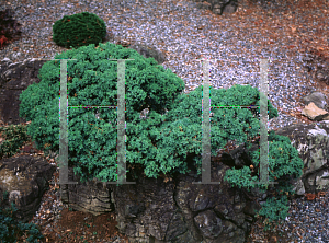 Picture of Juniperus communis 'Hemisphaerica'