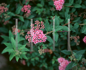 Picture of Spiraea japonica 'Alpina'