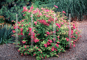 Picture of Spiraea japonica 'Goldflame'