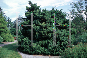 Picture of Chamaecyparis pisifera 'Plumosa Compacta'