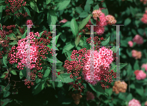 Picture of Spiraea japonica 'Norman'