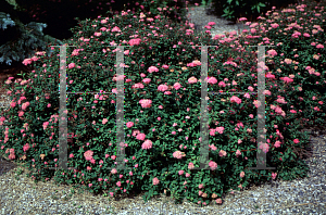 Picture of Spiraea japonica 'Norman'