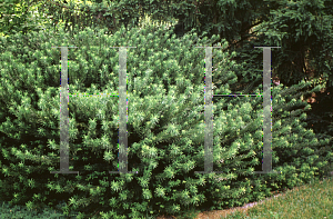 Picture of Cephalotaxus harringtonia var. drupacea 'Duke Gardens'