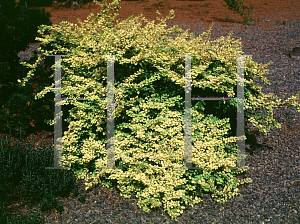 Picture of Berberis thunbergii 'Aurea Nana'