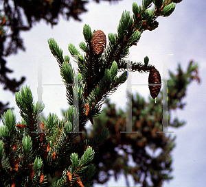 Picture of Picea alcoquiana 