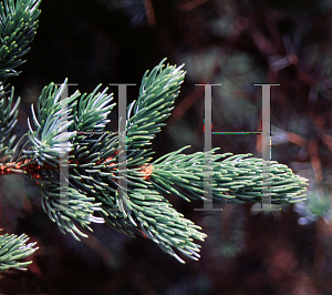 Picture of Picea alcoquiana 