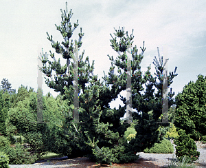 Picture of Pinus parviflora 