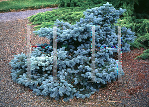Picture of Picea pungens 'Prostrate Blue Mist'