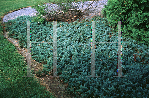 Picture of Juniperus horizontalis 'Hughes'