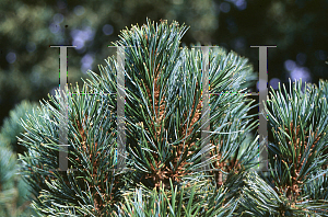 Picture of Pinus pumila 'Nana'