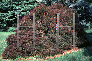 Picture of Acer palmatum (Dissectum Group) 'Ornatum'