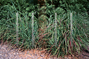 Picture of Panicum virgatum 'Haense Hermes'