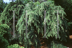 Picture of Cedrus deodara 'Pendula'