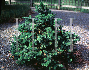 Picture of Picea omorika 'Gnom'