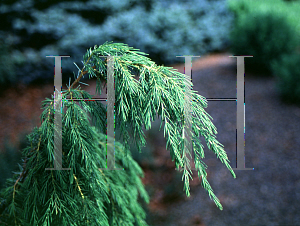 Picture of Juniperus rigida 'Pendula'