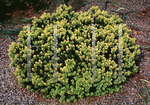 Picture of Taxus cuspidata 'Nana Variegata'