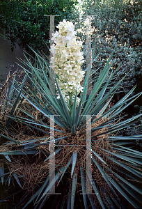 Picture of Yucca arizonica 