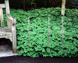 Picture of Pachysandra terminalis 