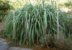 Picture of Cymbopogon citratus 