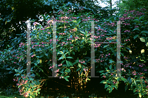 Picture of Hydrangea serrata 'Bluebird'