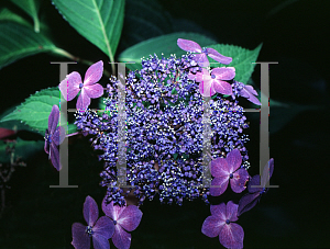 Picture of Hydrangea serrata 'Bluebird'