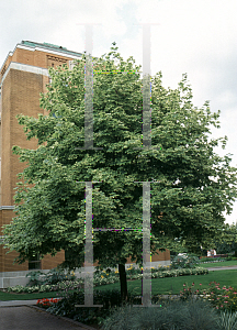 Picture of Acer platanoides 'Drummondii'