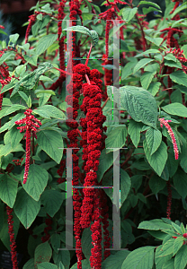 Picture of Amaranthus caudatus 