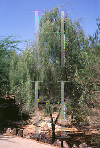 Picture of Acacia estrophiolata '~Species'