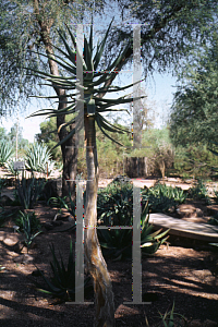 Picture of Aloe dichotoma 