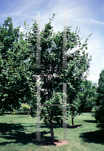 Picture of Acer truncatum 'Dissectum'