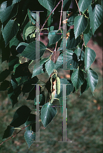 Picture of Betula platyphylla var. japonica 