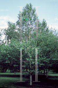 Picture of Betula grandiflora 