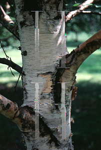 Picture of Betula grandiflora 