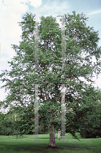 Picture of Betula papyrifera var. commutata 