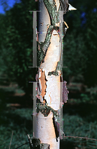 Picture of Betula nigra 'BNMTF (Dura-Heat)'