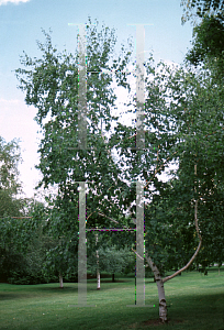 Picture of Betula papyrifera 