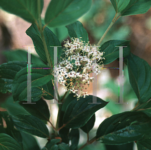 Picture of Cornus stolonifera 