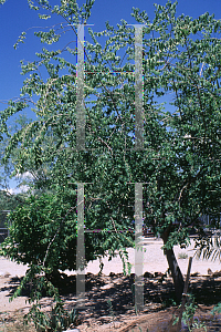 Picture of Celtis africanis 